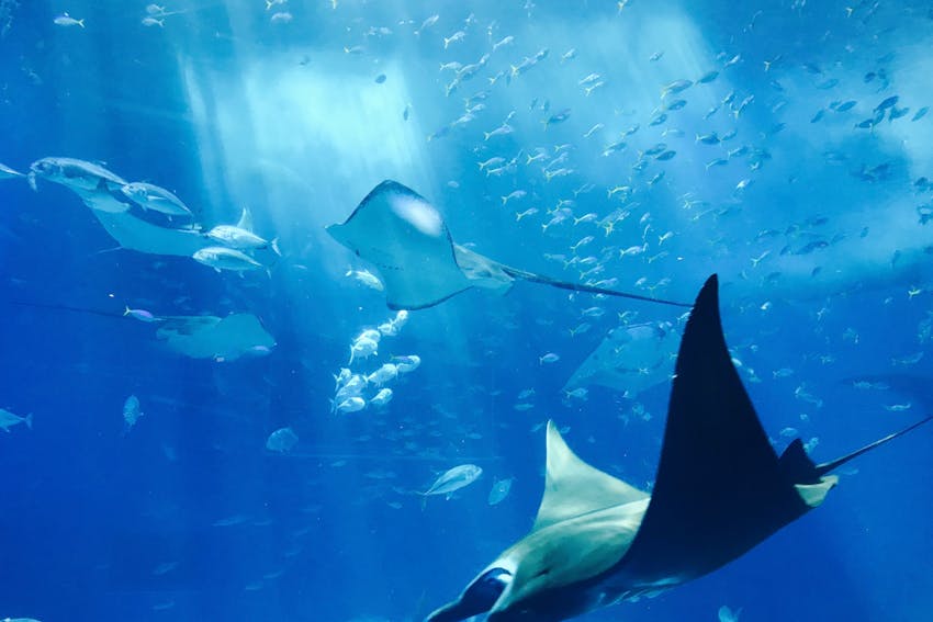sortie aquarium evjf ibiza