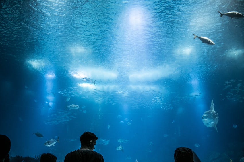 visite aquarium evjf palma
